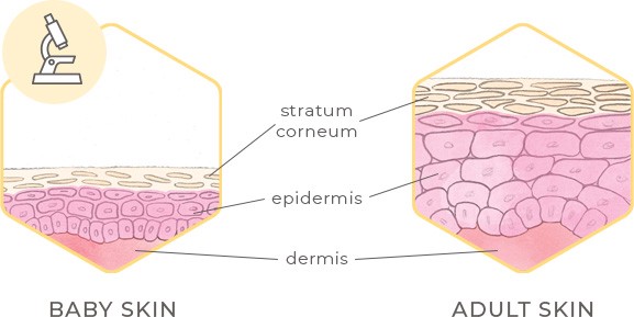 Comparison of baby and adult skin